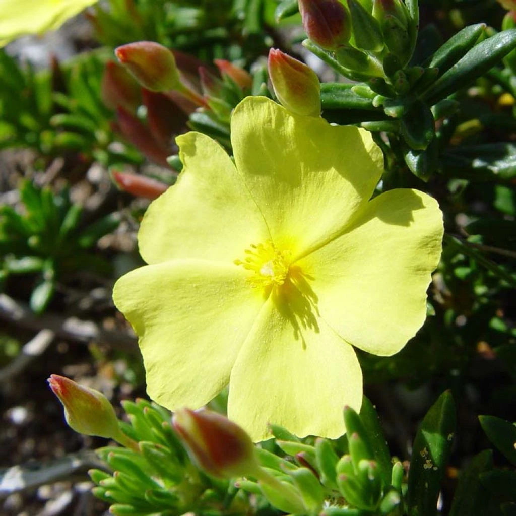 Halimium commutatum Halimium Commutatum -Graines Fleurs Boutique Halimium commutatum 83337 1