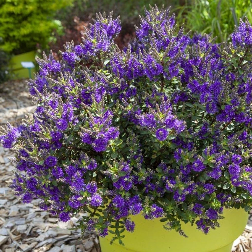 Hebe Claret Crush - Véronique arbustive Hebe Claret Crush - Véronique Arbustive -Graines Fleurs Boutique Hebe Claret Crush 88806 1