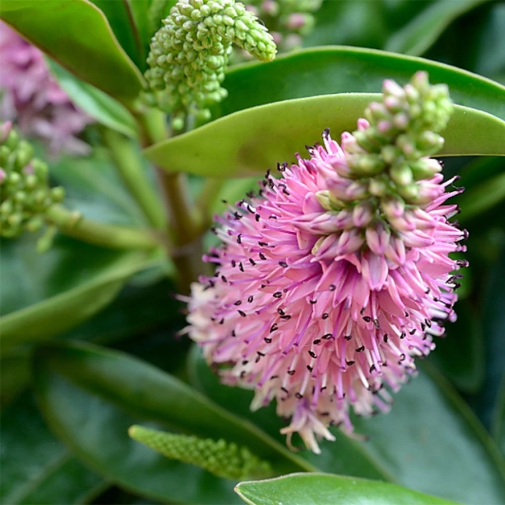 Hebe Linda - Véronique arbustive Hebe Linda - Véronique Arbustive -Graines Fleurs Boutique Hebe Linda 781651 1