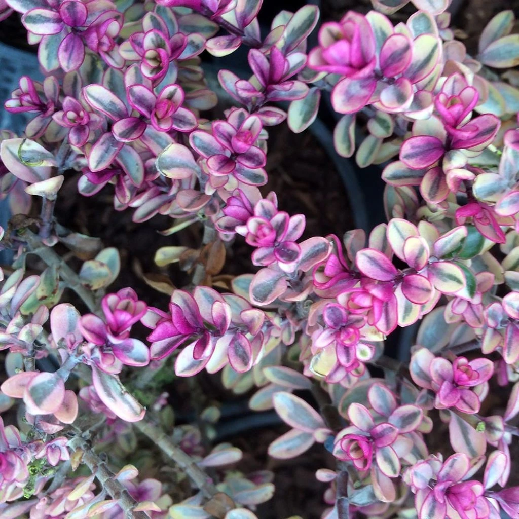 Hebe Tip Top - Véronique arbustive Hebe Tip Top - Véronique Arbustive -Graines Fleurs Boutique Hebe Tip Top 88817 1