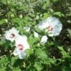 Hibiscus Syriacus Sup'Heart - Althéa à Grosses Fleurs