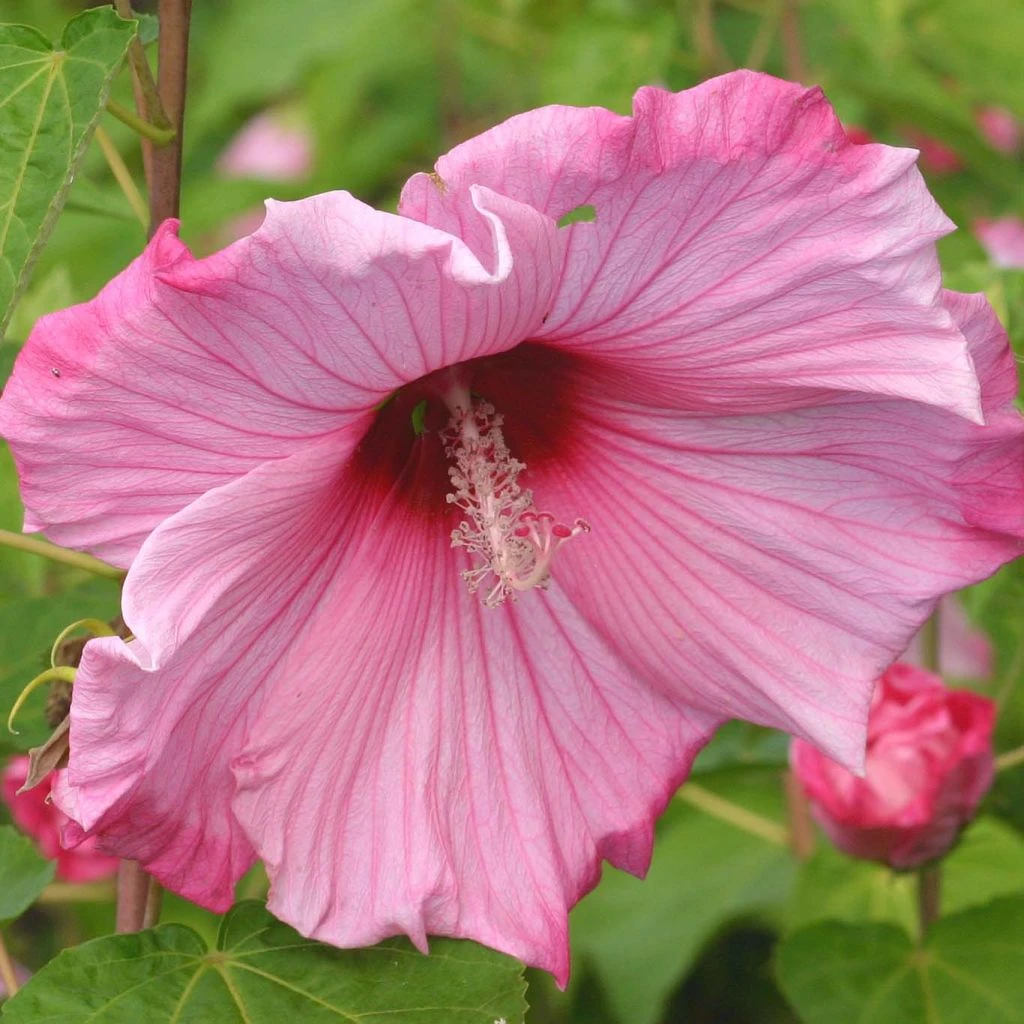 Hibiscus moscheutos Sweet Caroline - Hibiscus des marais Hibiscus Moscheutos Sweet Caroline - Hibiscus Des Marais -Graines Fleurs Boutique Hibiscus moscheutos Sweet Caroline 83350 1