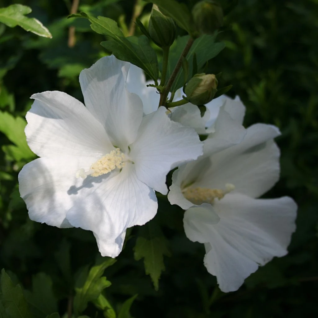 Hibiscus syriacus Eléonore - Althéa simple, blanc pur Hibiscus Syriacus Eléonore - Althéa Simple, Blanc Pur -Graines Fleurs Boutique Hibiscus syriacus Eleonore 82325 1