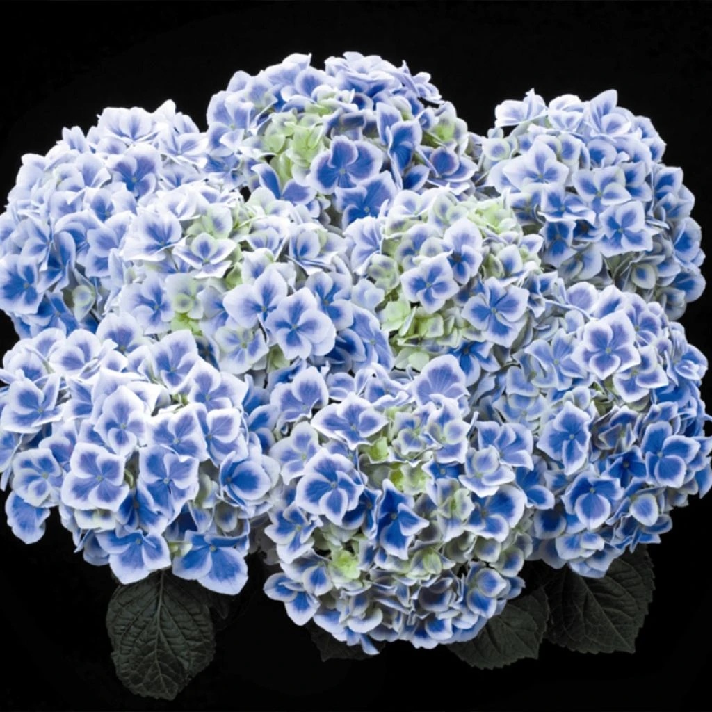 Hortensia - Hydrangea macrophylla Beautensia Dali Hortensia - Hydrangea Macrophylla Beautensia Dali -Graines Fleurs Boutique Hortensia Hydrangea macrophylla Beautensia Dali IF 17904 1