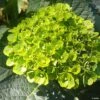 Hortensia - Hydrangea Macrophylla Green Ever Belles