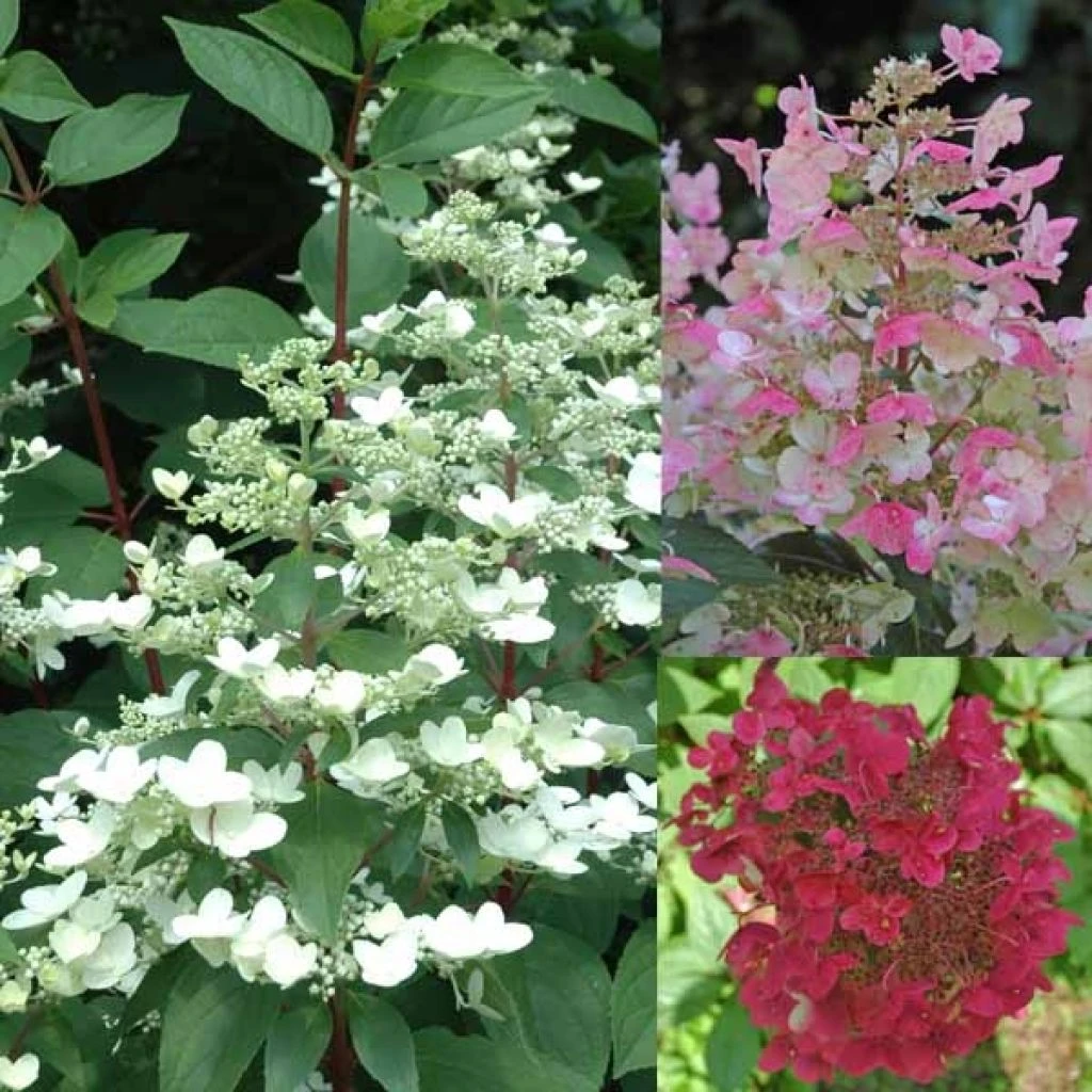 Hydrangea paniculata Wim's Red - Hortensia paniculé Hydrangea Paniculata Wim's Red - Hortensia Paniculé -Graines Fleurs Boutique Hortensia WimsRed juli 67828 1