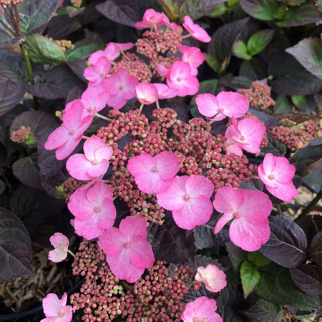 Hortensia hybride - Hydrangea Daredevil Hortensia Hybride - Hydrangea Daredevil -Graines Fleurs Boutique Hortensia hybride hydrangea daredevil copyright 15070 1