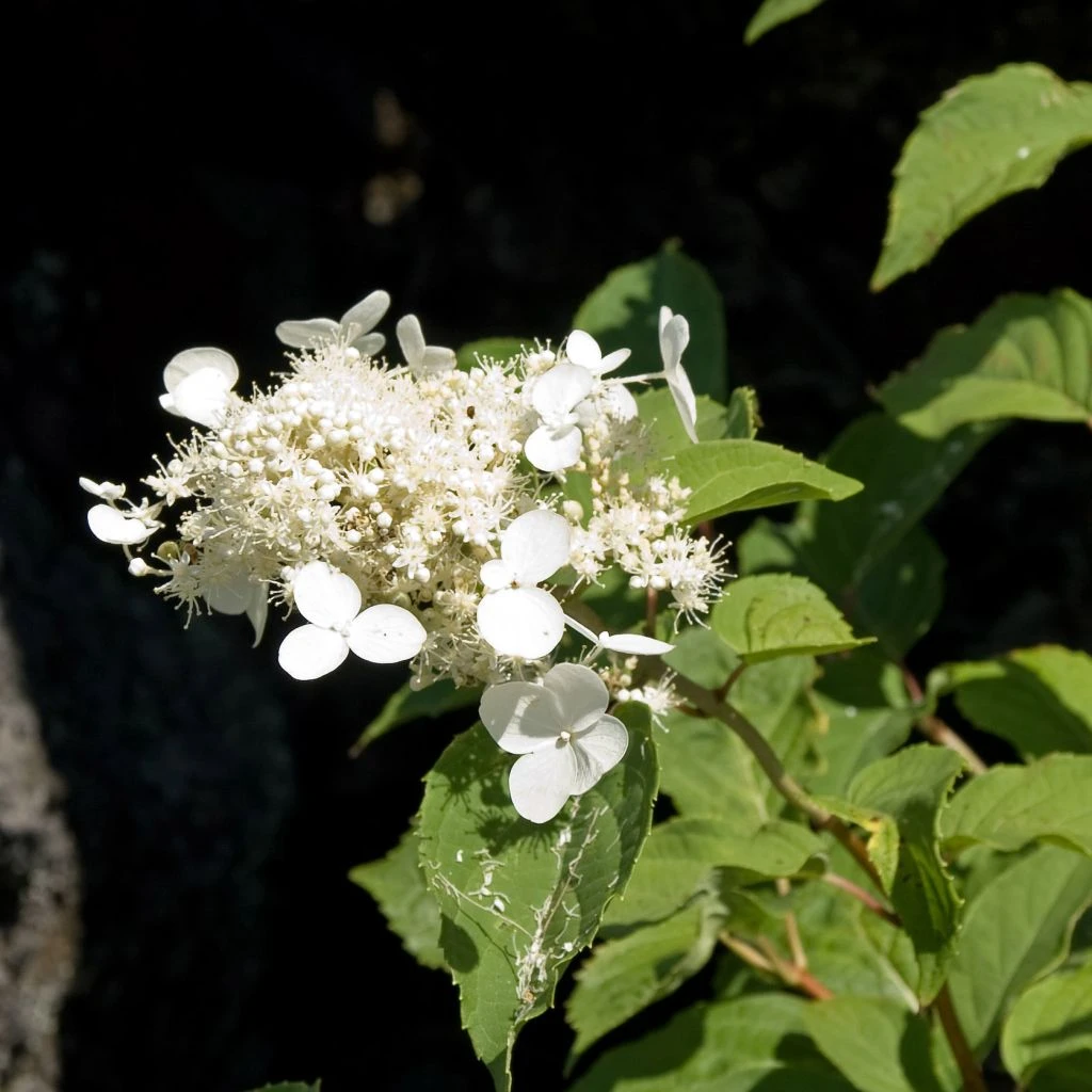 Hortensia - Hydrangea paniculata White Moth Hortensia - Hydrangea Paniculata White Moth -Graines Fleurs Boutique Hortensia paniculata White Moth 67816 1