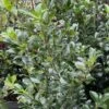 Houx - Ilex X Meserveae Heckenpracht