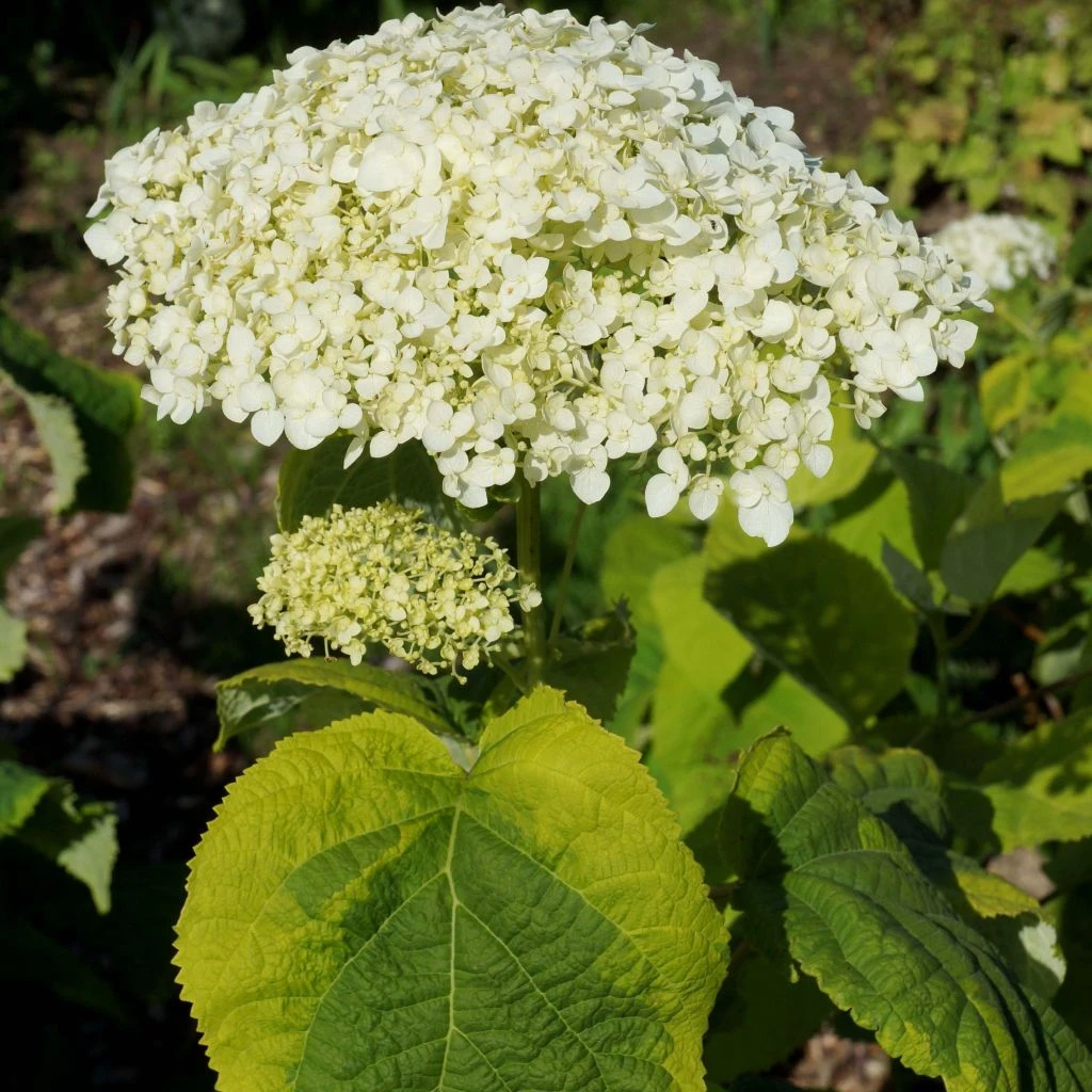 Hortensia arborescens Golden Annabelle Hortensia Arborescens Golden Annabelle -Graines Fleurs Boutique Hydrangea arborescens Golden Annabelle 86250 1