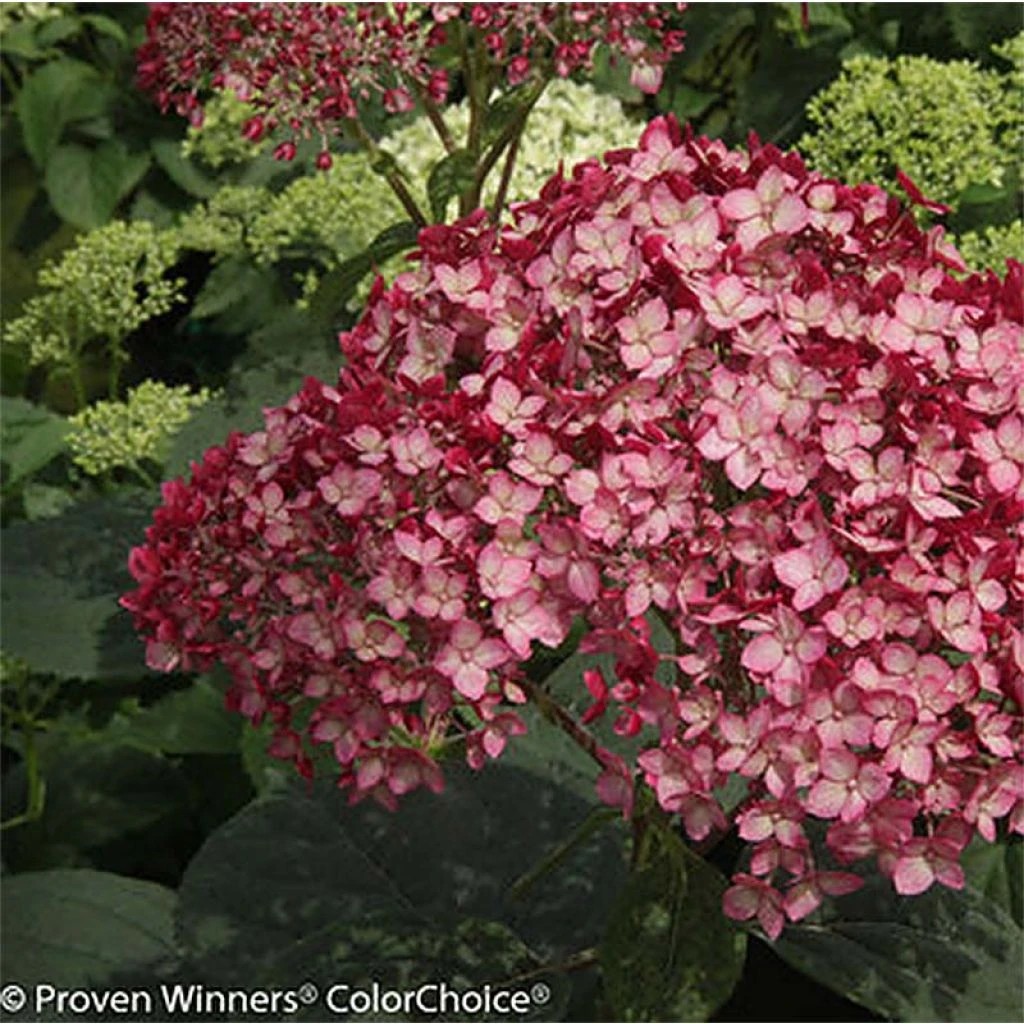 Hortensia arborescens Ruby Annabelle Hortensia Arborescens Ruby Annabelle -Graines Fleurs Boutique Hydrangea arborescens Invincibelle Ruby 83730 1