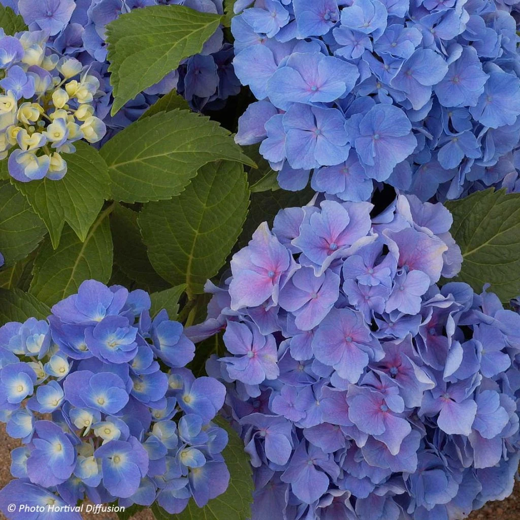 Hortensia - Hydrangea macrophylla Benelux (bleu) Hortensia - Hydrangea Macrophylla Benelux (bleu) -Graines Fleurs Boutique Hydrangea macrophylla Benelux bleu 85237 1