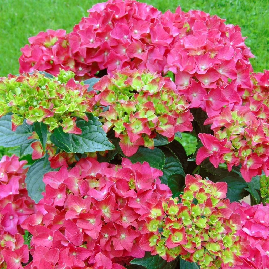Hortensia - Hydrangea macrophylla Red Reggae (Music Collection) Hortensia - Hydrangea Macrophylla Red Reggae (Music Collection) -Graines Fleurs Boutique Hydrangea macrophylla Red Reggae Music Collection 85450 1 1