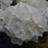 Hortensia - Hydrangea Macrophylla Schneeball