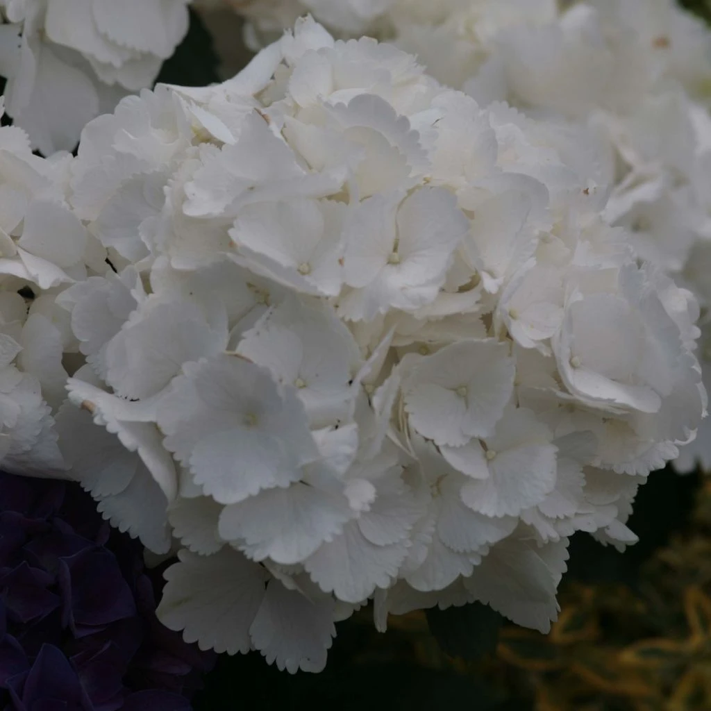 Hortensia - Hydrangea macrophylla Schneeball Hortensia - Hydrangea Macrophylla Schneeball -Graines Fleurs Boutique Hydrangea macrophylla Schneeball 82749 1
