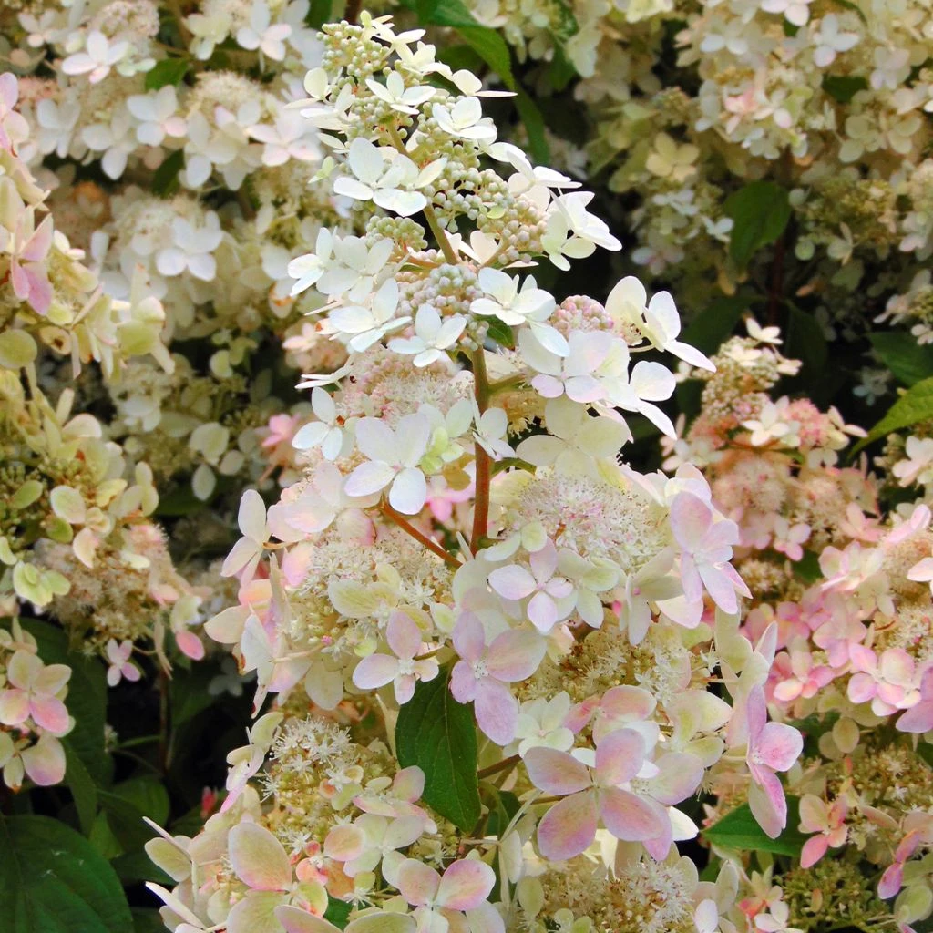 Hydrangea paniculata Confetti - Hortensia paniculé Hydrangea Paniculata Confetti - Hortensia Paniculé -Graines Fleurs Boutique Hydrangea paniculata Confetti copyright 17707 1