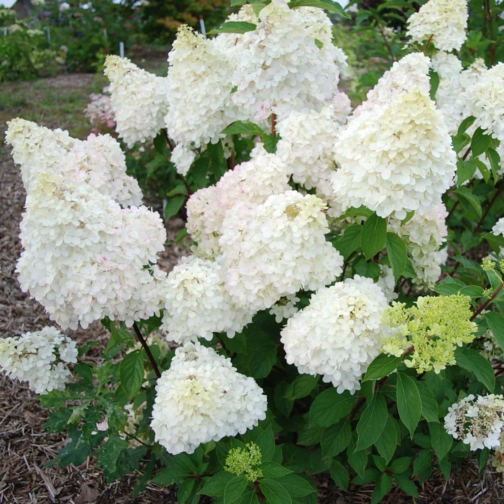 Hydrangea paniculata Diamantino - Hortensia paniculé Hydrangea Paniculata Diamantino - Hortensia Paniculé -Graines Fleurs Boutique Hydrangea paniculata Diamantino 85619 1