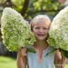 Hydrangea Paniculata Hercules - Hortensia Paniculé