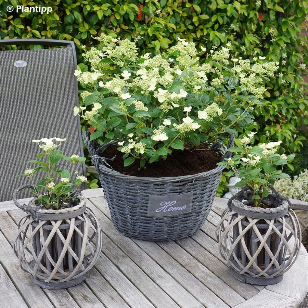 Hydrangea paniculata Prim White - Hortensia paniculé Hydrangea Paniculata Prim White - Hortensia Paniculé -Graines Fleurs Boutique Hydrangea paniculata Prim White 100257 1