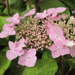 Hortensia - Hydrangea Serrata Graciosa