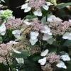 Hortensia - Hydrangea Serrata Intermedia