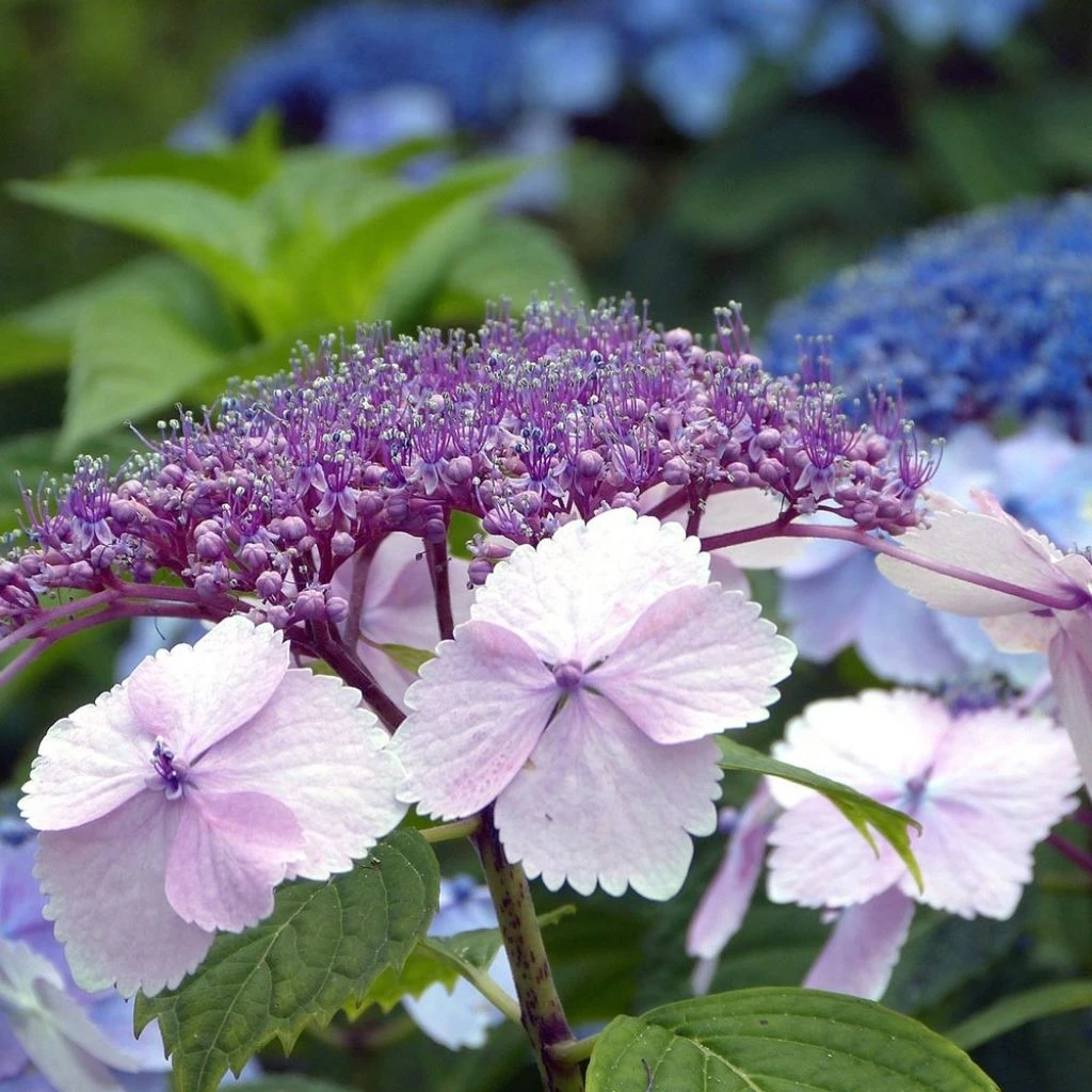 Hortensia - Hydrangea serrata Klaveren Hortensia - Hydrangea Serrata Klaveren -Graines Fleurs Boutique Hydrangea serrata Klaveren 67848 1