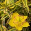 Hypericum (x) Moserianum Little Misstery - Millepertuis De Moser