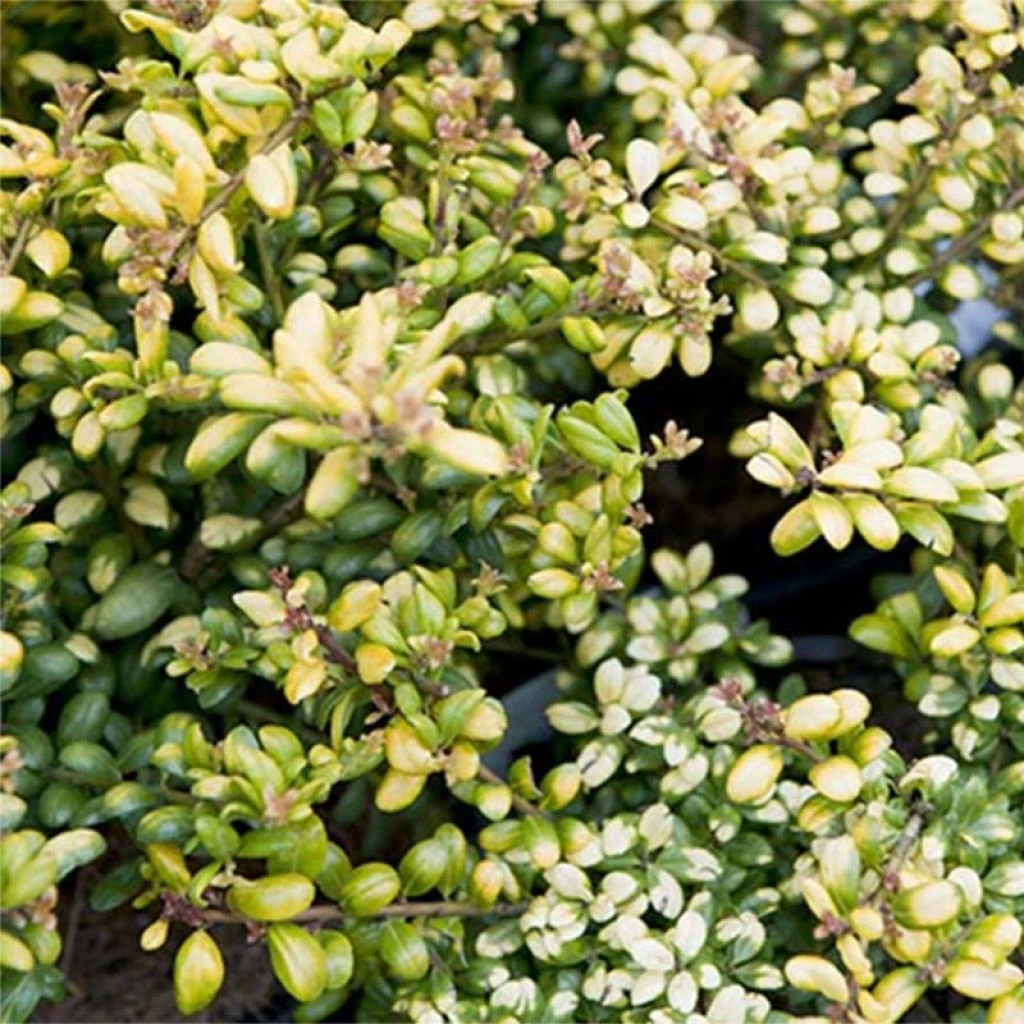 Houx crénelé - Ilex crenata Convexed Gold Houx Crénelé - Ilex Crenata Convexed Gold -Graines Fleurs Boutique Ilex crenata Convexed Gold 100259 1