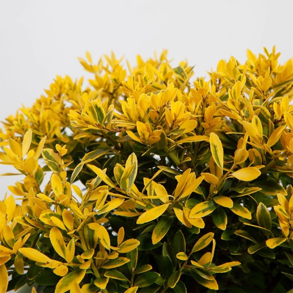 Ilex crenata Lingold - Houx crénelé Ilex Crenata Lingold - Houx Crénelé -Graines Fleurs Boutique Ilex crenata Lingold Adorne IF 17192 1