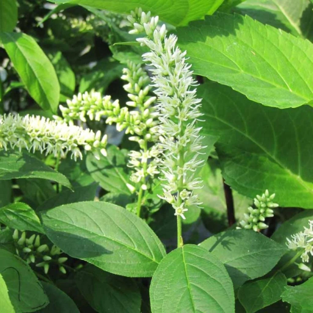 Itea virginica - Itéa de Virginie Itea Virginica - Itéa De Virginie -Graines Fleurs Boutique Itea virginica 9629 1