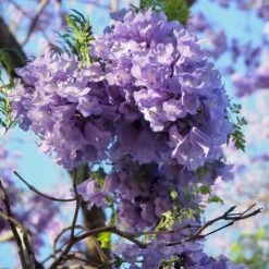 Jacaranda Mimosifolia - Flamboyant Bleu