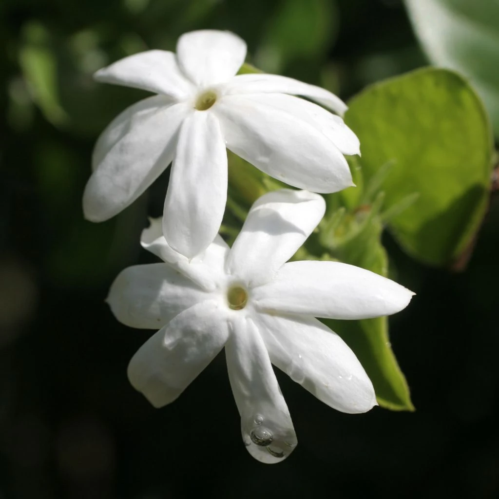 Jasmin officinal - Jasminum officinale Affinis Jasmin Officinal - Jasminum Officinale Affinis -Graines Fleurs Boutique Jasmin blanc officinal Jasminum officinale Affinis copyright 1010792 1