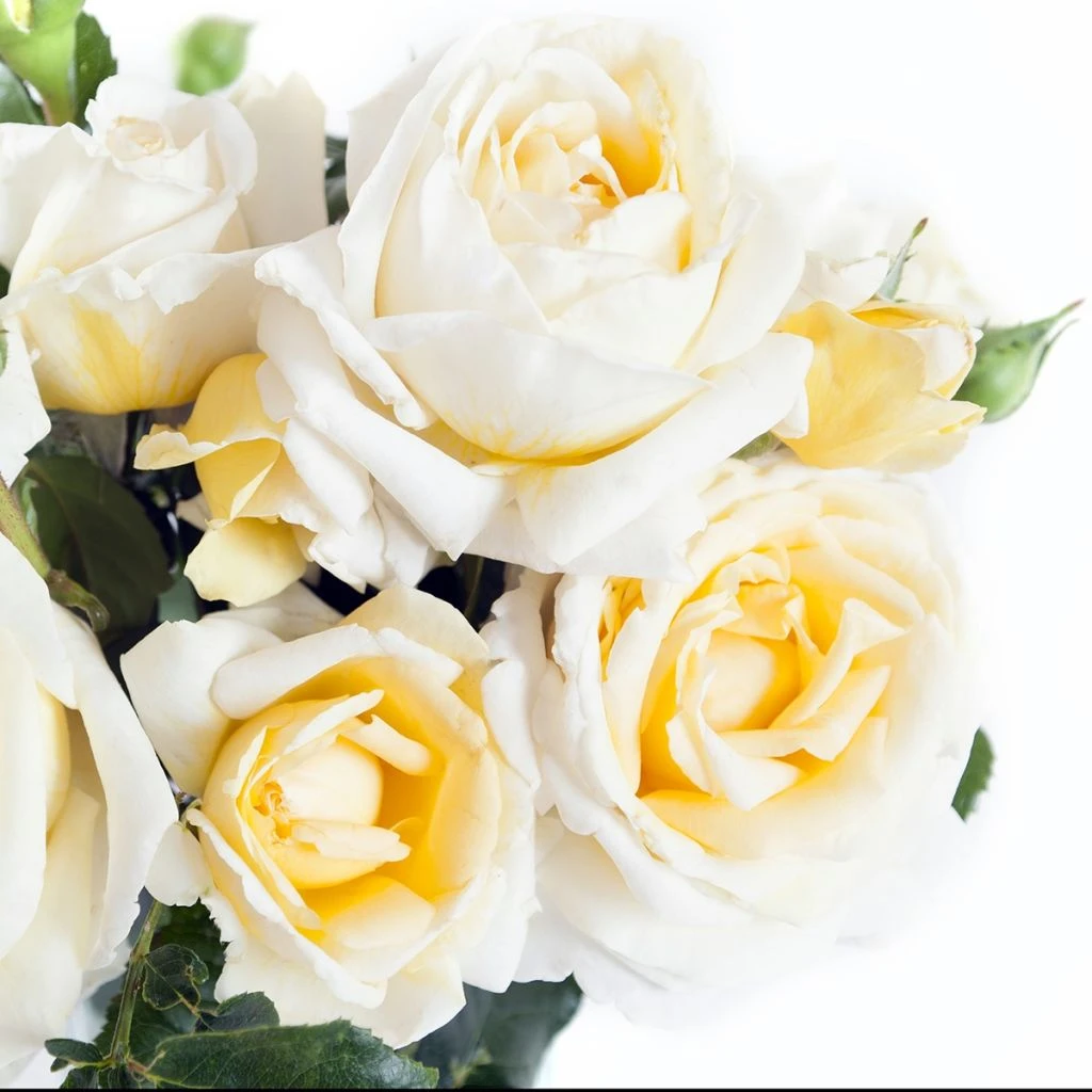 Rosier à grandes fleurs Jeanne Coeur Rosier à Grandes Fleurs Jeanne Coeur -Graines Fleurs Boutique Jeanne Coeur bouquet 16420 1