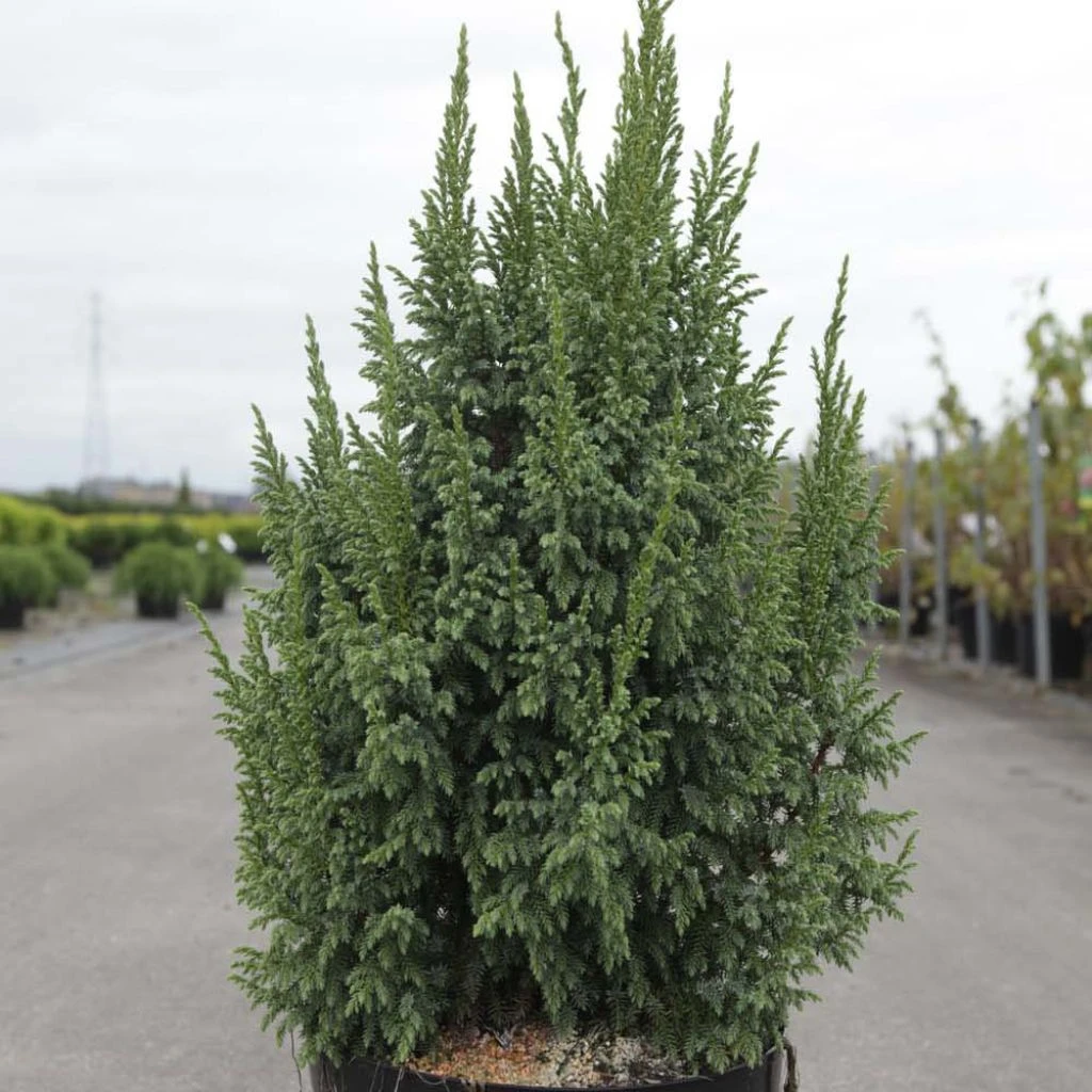 Genévrier écailleux - Juniperus squamata Loderi Genévrier écailleux - Juniperus Squamata Loderi -Graines Fleurs Boutique Juniperus squamata Loderi 84122 1