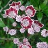 Kalmia Latifolia Galaxy - Laurier Des Montagnes