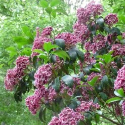 Kalmia Latifolia Keepsake - Laurier Des Montagnes Rouge Et Blanc