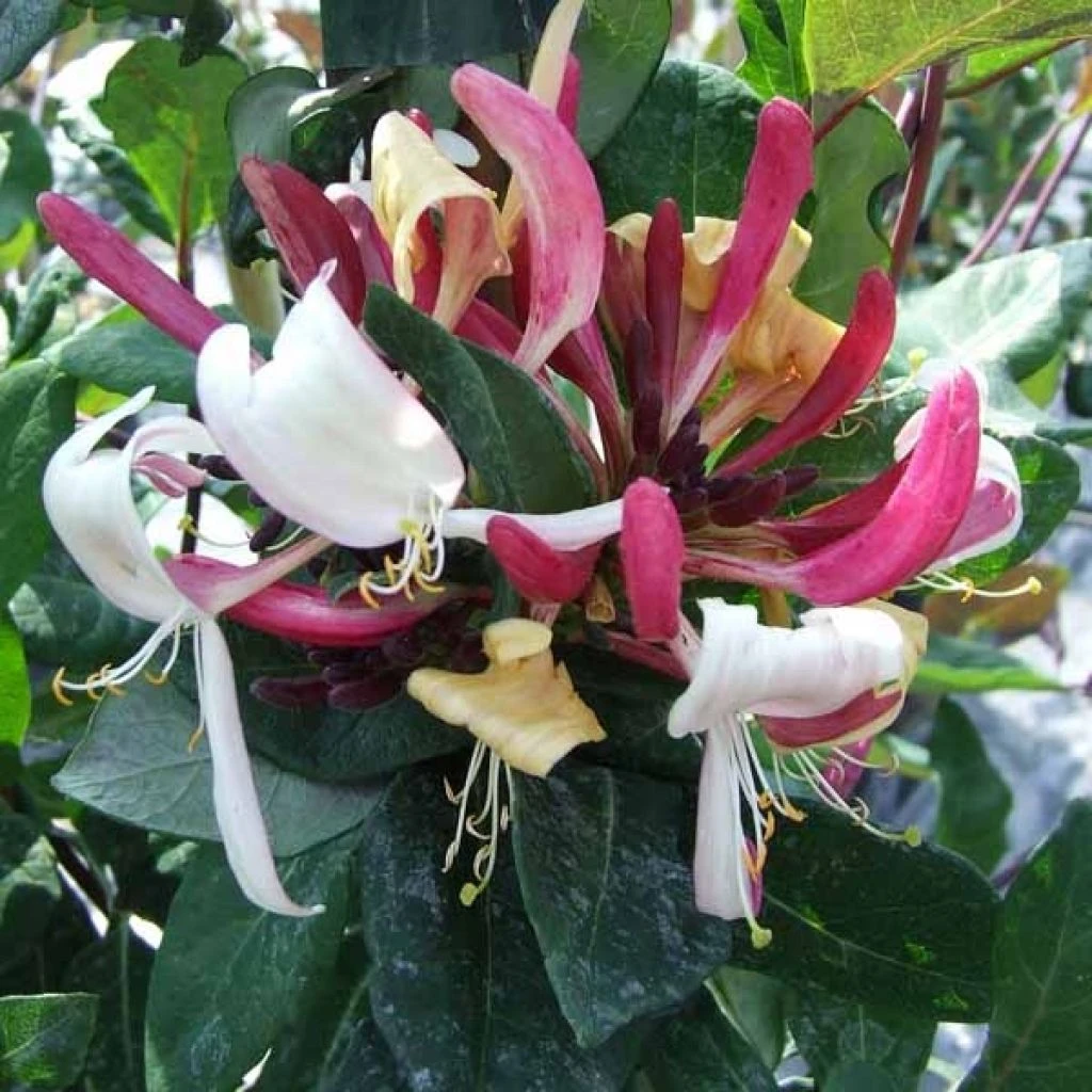 Chèvrefeuille - Lonicera Caprilia Impérial cov Chèvrefeuille - Lonicera Caprilia Impérial Cov -Graines Fleurs Boutique LONICERA CAPRILIA IMPERIAL DSCF1974 copiright MINIER 681332 1