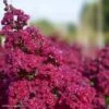 Lagerstroemia Braise D'Eté - Lilas Des Indes