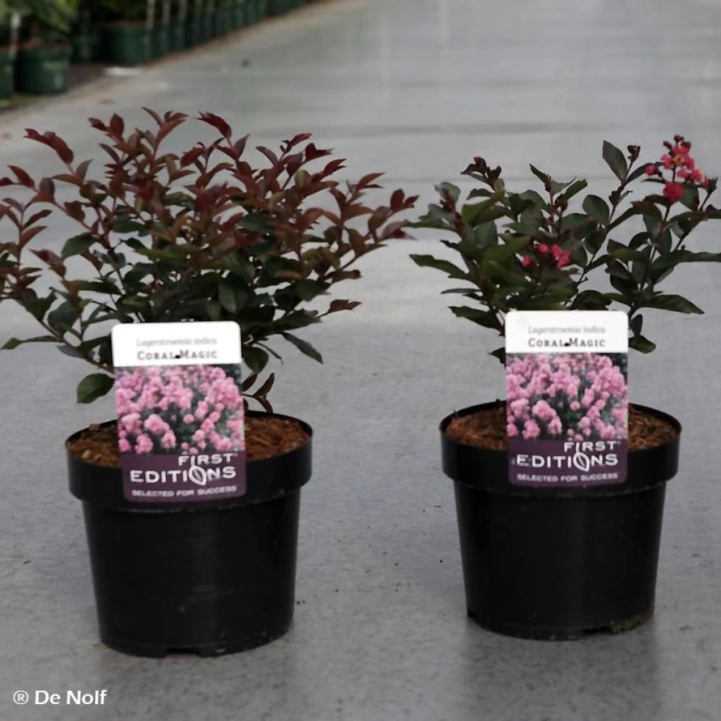 Lagerstroemia indica Coral Magic - Lilas des Indes Lagerstroemia Indica Coral Magic - Lilas Des Indes -Graines Fleurs Boutique Lagerstroemia indica Coral Magic 87394 1