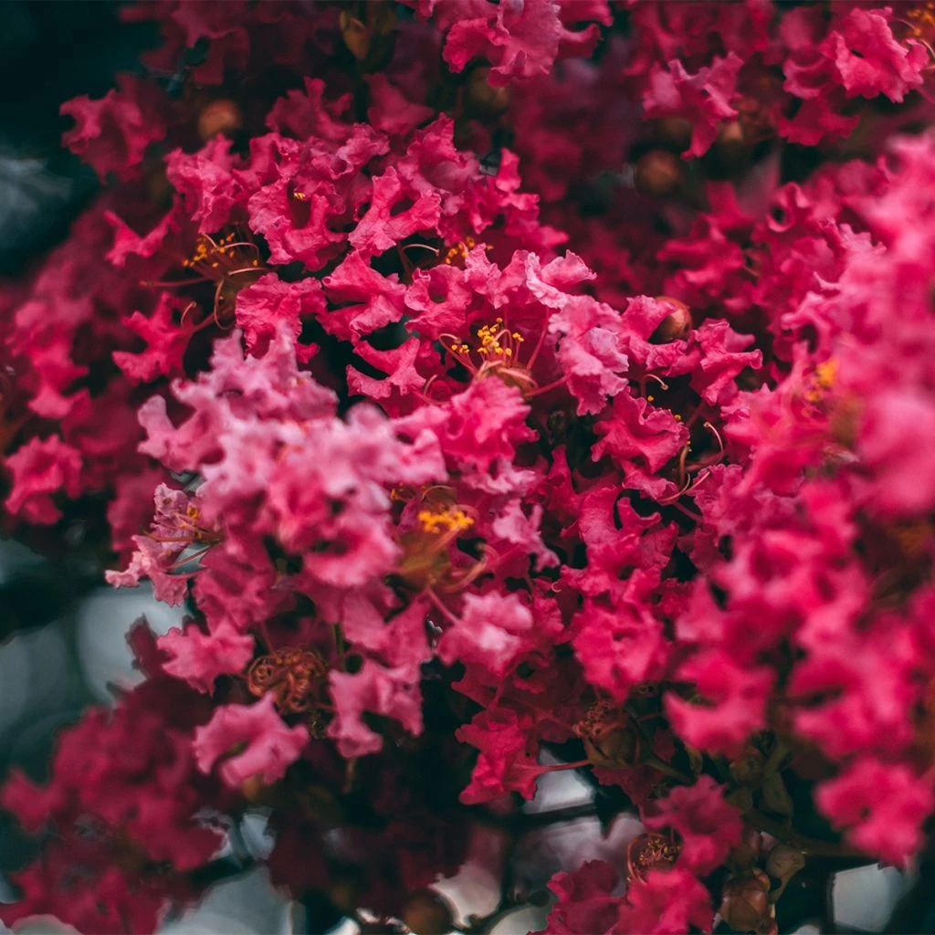 Lilas des Indes - Lagerstroemia indica Midnight Magic Lilas Des Indes - Lagerstroemia Indica Midnight Magic -Graines Fleurs Boutique Lagerstroemia indica Midnight Magic copyright 1007001 1