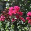 Lagerstroemia Indica Pink Velours - Lilas Des Indes