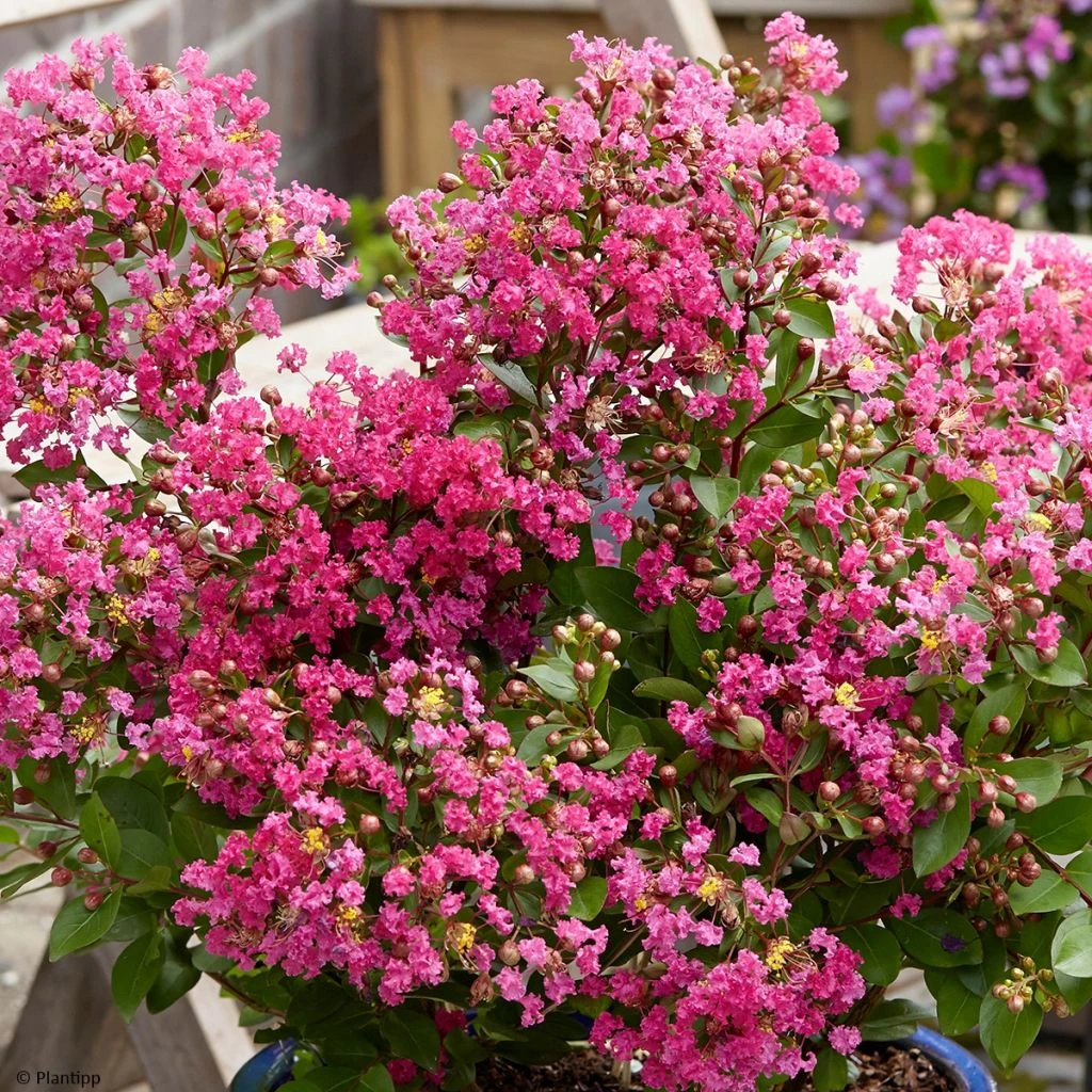 Lagerstroemia indica With Love Kiss Milarosso - Lilas des Indes Lagerstroemia Indica With Love Kiss Milarosso - Lilas Des Indes -Graines Fleurs Boutique Lagerstroemia indica With Love Kiss Milarosso Lilas des Indes copyright 1006981 1