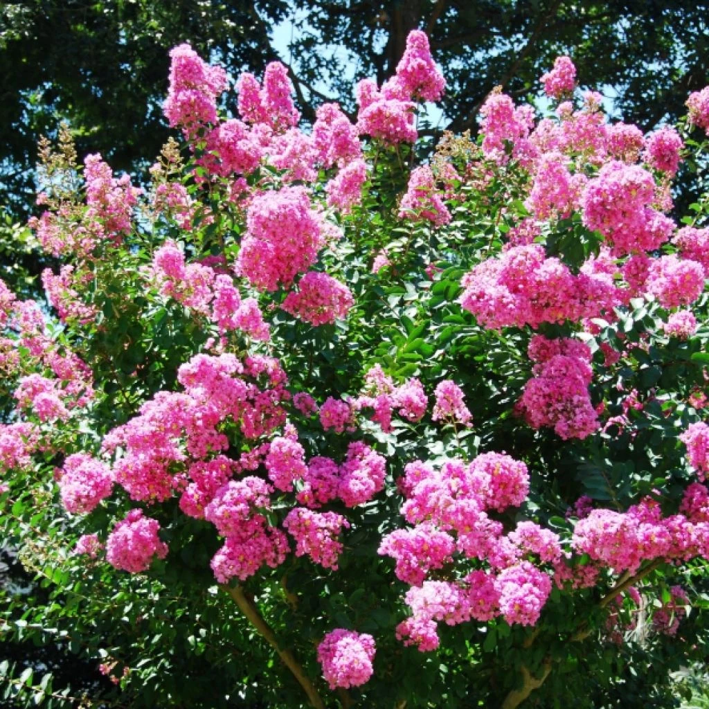 Lagestroemia indica World's Fair - Lilas des Indes rose framboise Lagestroemia Indica World's Fair - Lilas Des Indes Rose Framboise -Graines Fleurs Boutique Lagerstroemia indica Worlds Fair ld HansJE 781739 1