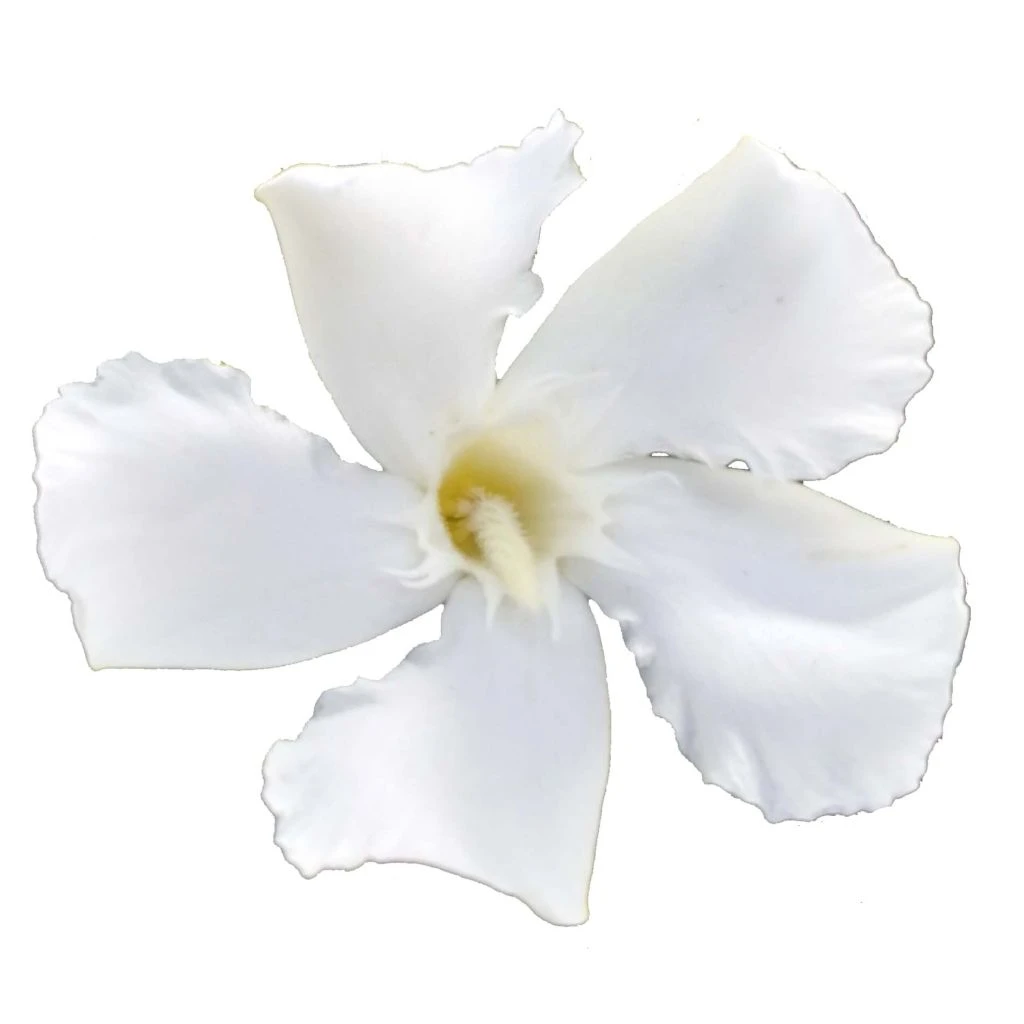 Laurier rose Soeur Agnes - Nerium oleander Laurier Rose Soeur Agnes - Nerium Oleander -Graines Fleurs Boutique Laurier rose Soeur Agnes 87054 1