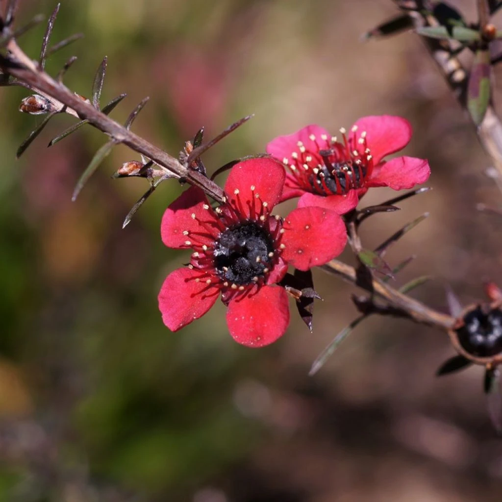 Leptospermum scoparium Nanum Kiwi - Arbre à thé de Nouvelle-Zélande Leptospermum Scoparium Nanum Kiwi - Arbre à Thé De Nouvelle-Zélande -Graines Fleurs Boutique Leptospermum scoparium Nanum Kiwi LD 16259 1