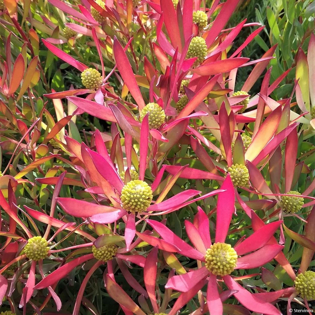 Leucadendron Cheeky Leucadendron Cheeky -Graines Fleurs Boutique Leucadendron Cheeky IF 16676 1