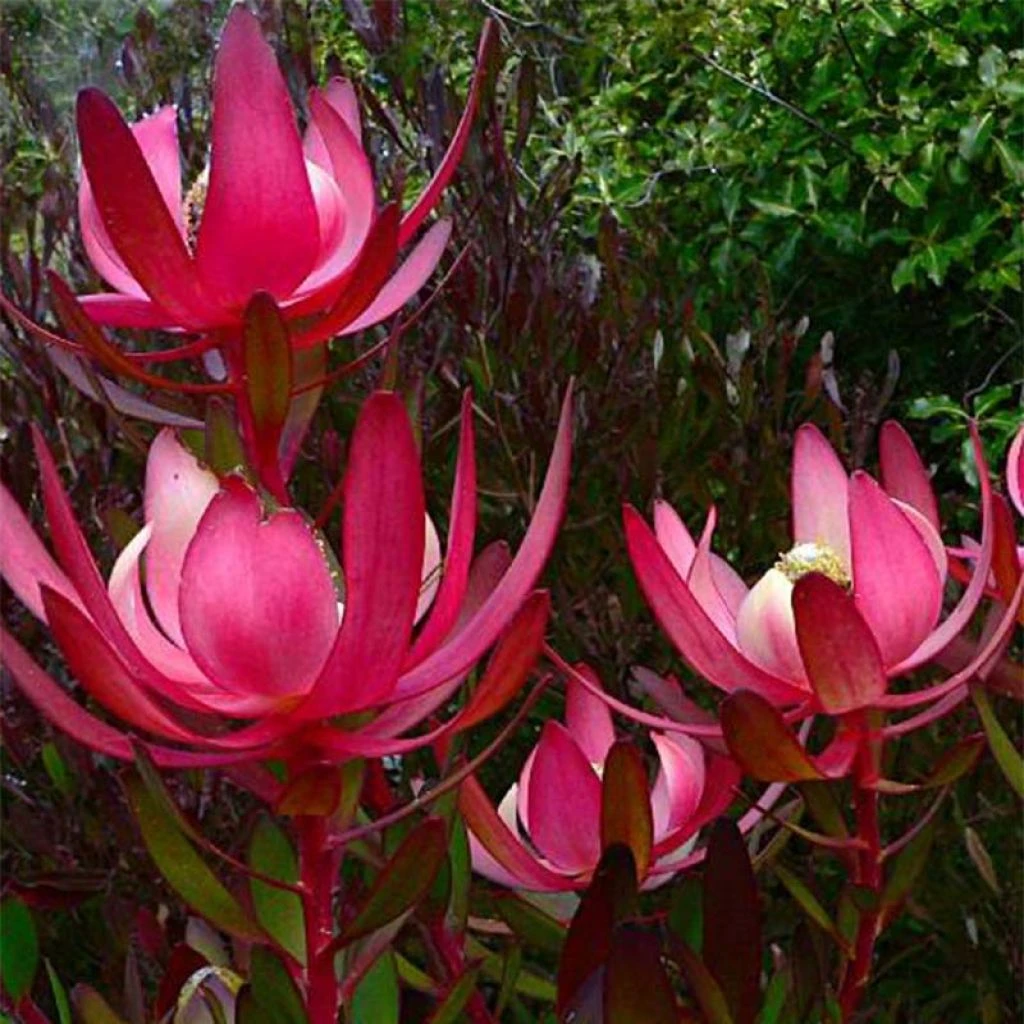 Leucadendron Fireglow Leucadendron Fireglow -Graines Fleurs Boutique Leucadendron Fireglow 83362 1
