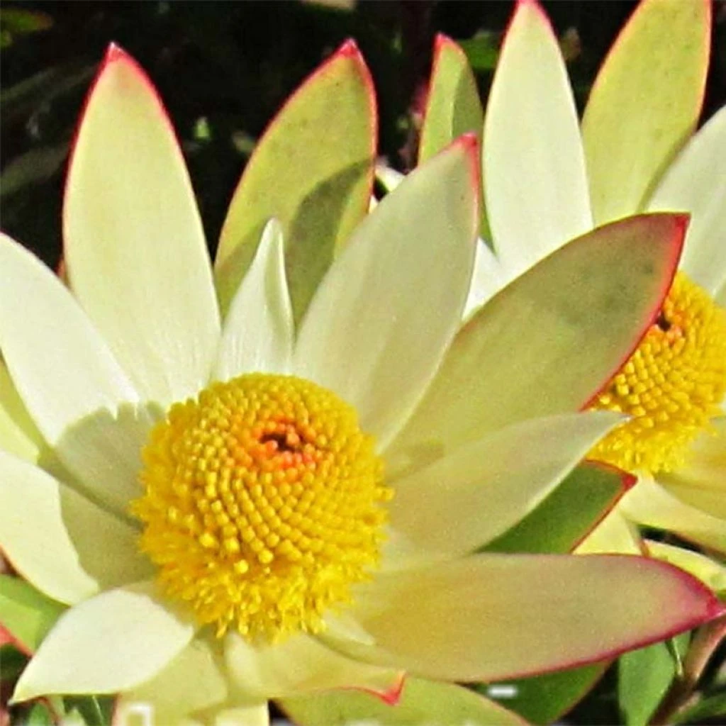 Leucadendron Sundance Leucadendron Sundance -Graines Fleurs Boutique Leucadendron Sundance 83364 1