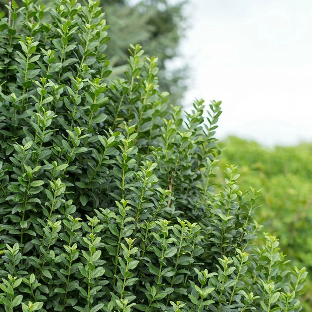 Ligustrum vulgare Straight Talk - Troène commun Ligustrum Vulgare Straight Talk - Troène Commun -Graines Fleurs Boutique Ligustrum vulgare straight Talk V 89533 1