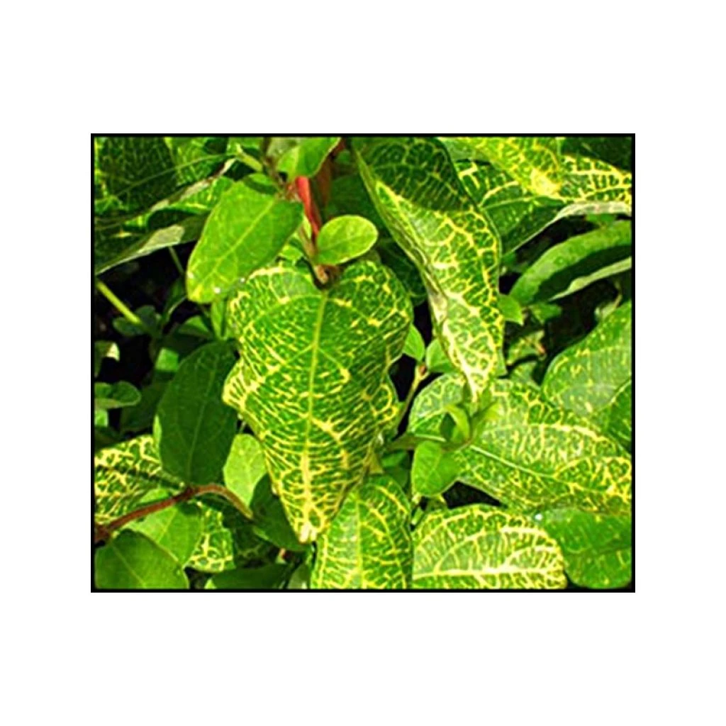 Chèvrefeuille - Lonicera japonica Aureoreticulata Chèvrefeuille - Lonicera Japonica Aureoreticulata -Graines Fleurs Boutique Lonicera japonica Aureoreticulata 83572 1